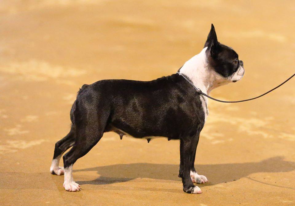 how long is a boston terrier pregnant for